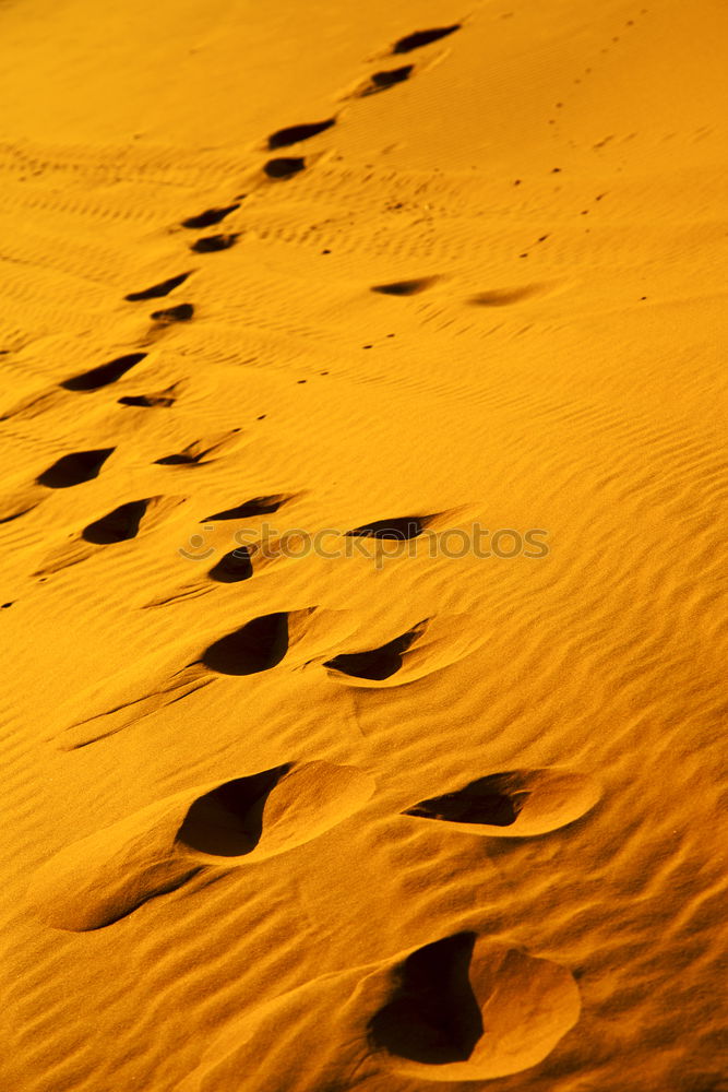 dune in the sahara morocco desert