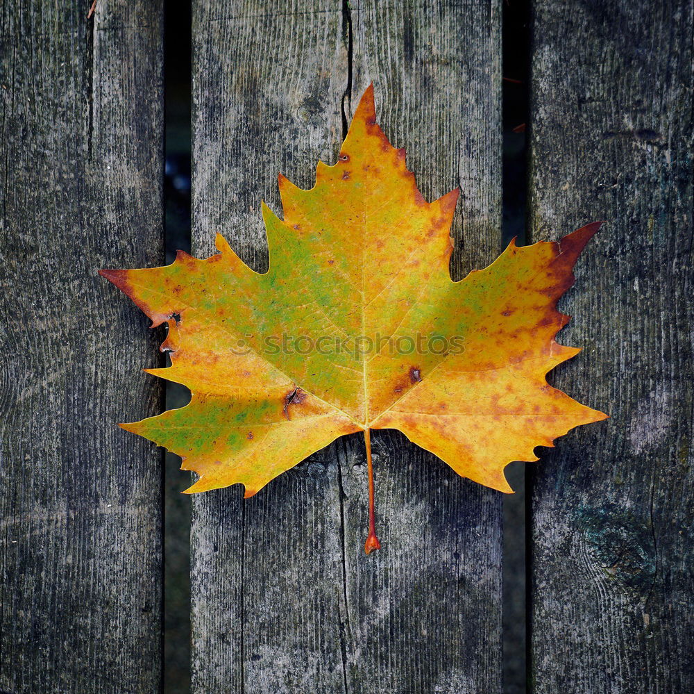 Similar – Image, Stock Photo red autumn leaf is held by hand