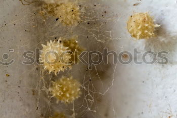 Similar – Image, Stock Photo Fly on apple Food Fruit