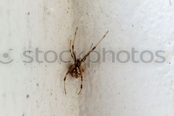 Similar – Close up of a spider and an ant