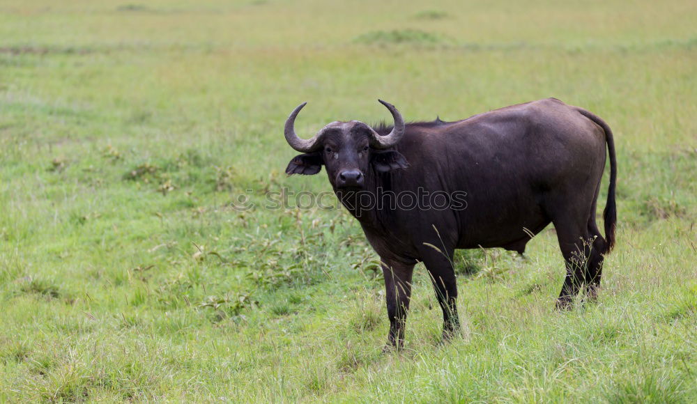 Similar – Image, Stock Photo water buffalo Nature