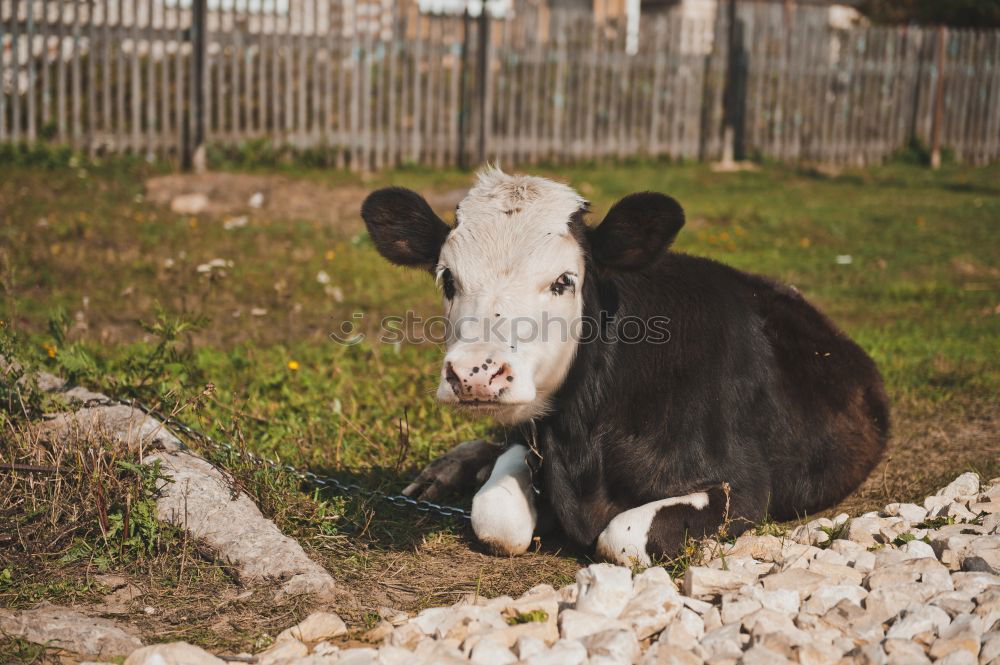 Similar – Image, Stock Photo Crossing the border? | Uffbasse!