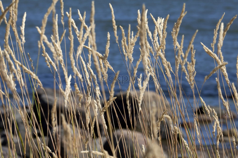 Similar – Foto Bild Gras am Meer grün Sommer