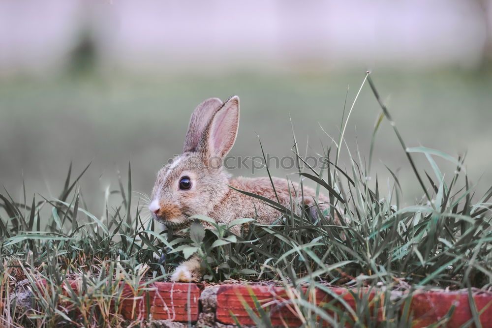 Similar – Image, Stock Photo hares Brothers and sisters