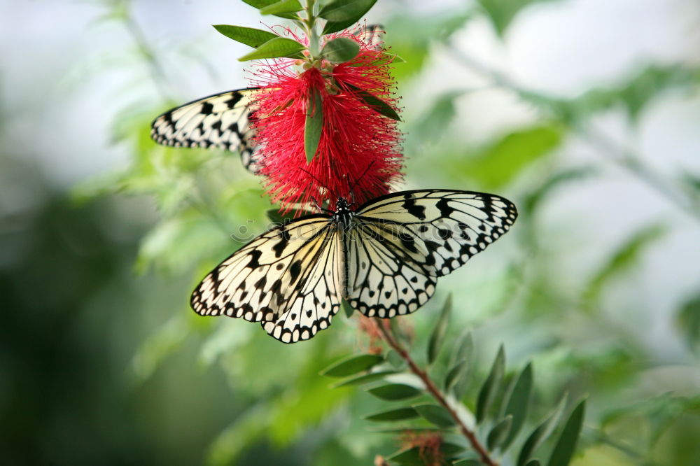 Similar – Image, Stock Photo butterfly photo Leaf