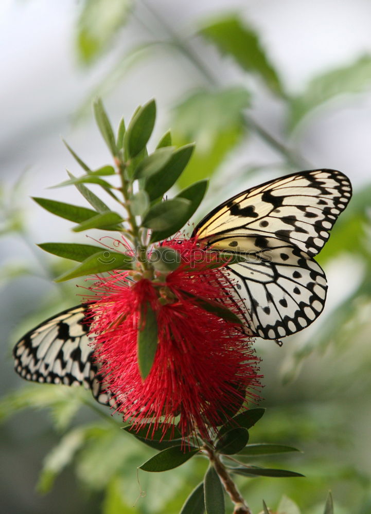 Similar – Image, Stock Photo butterfly photo Leaf