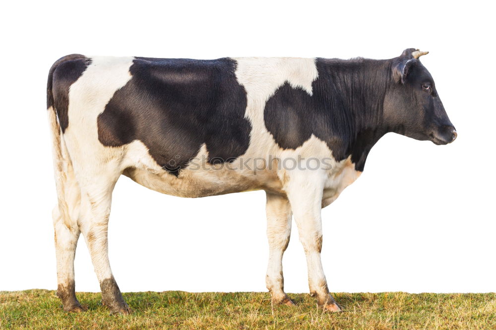 Similar – milky way Cow Agriculture