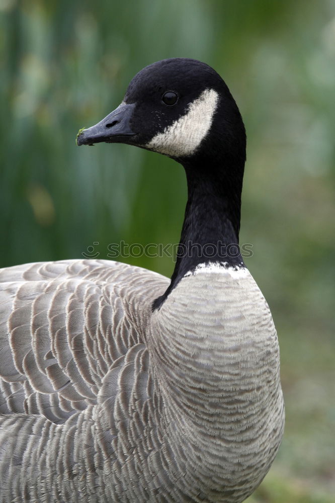 Similar – Foto Bild Tiefkühlkost….. Gans