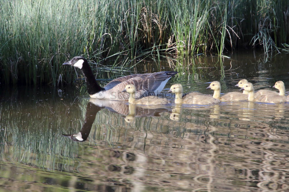 Similar – Sonntagsspaziergang Umwelt