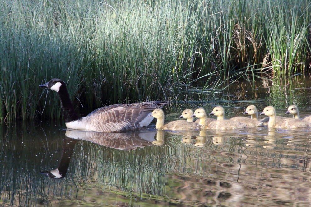 Similar – Sonntagsspaziergang Umwelt