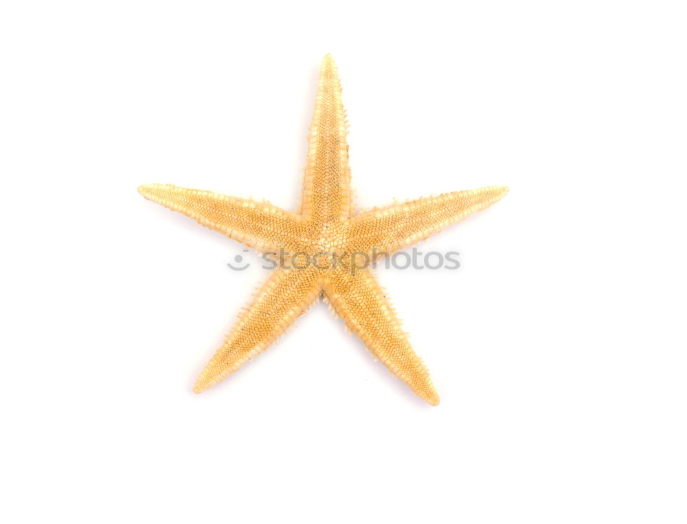 Similar – Foto Bild StarFish Seestern Meer