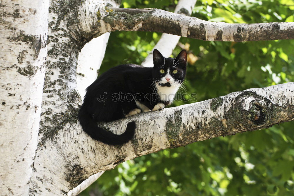 Similar – Image, Stock Photo Corsican Cat Environment