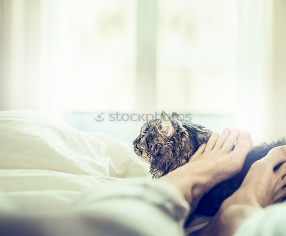 Similar – Cat cuddles with feet