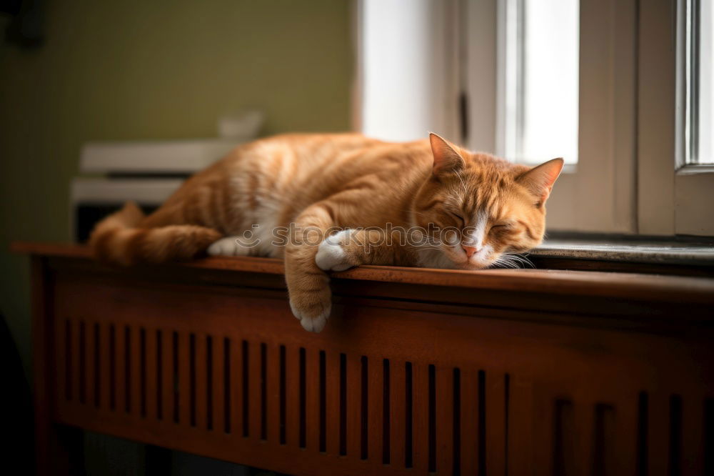 Similar – Image, Stock Photo Come on, scratch me!