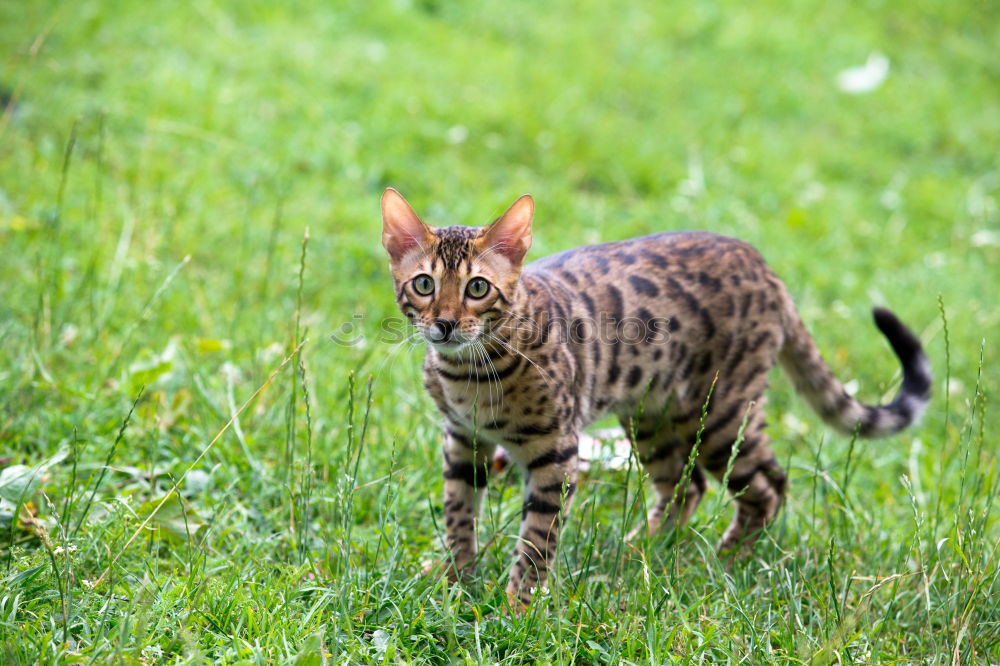 Similar – Young cat playing in the grass…