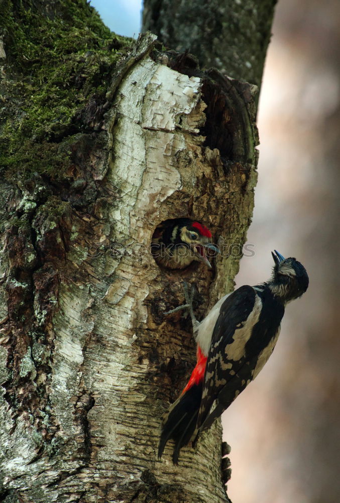 Similar – Image, Stock Photo Woodpecker building his nesting cave