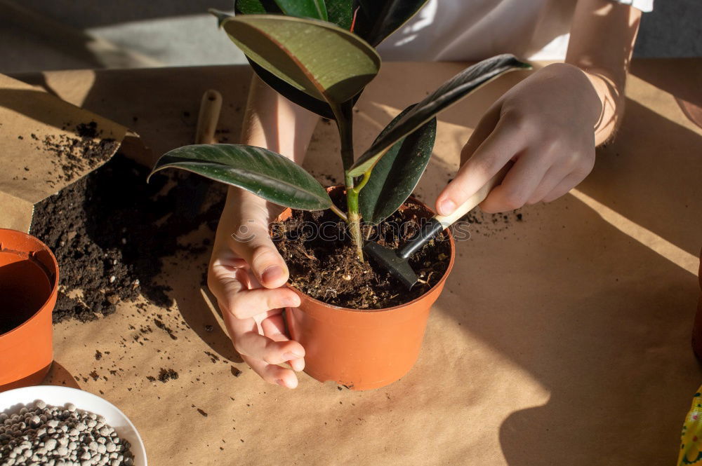 Similar – Image, Stock Photo Woman’s hands transplanting plant.