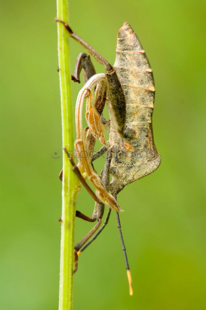 Similar – Macro of a small brown grasshopper