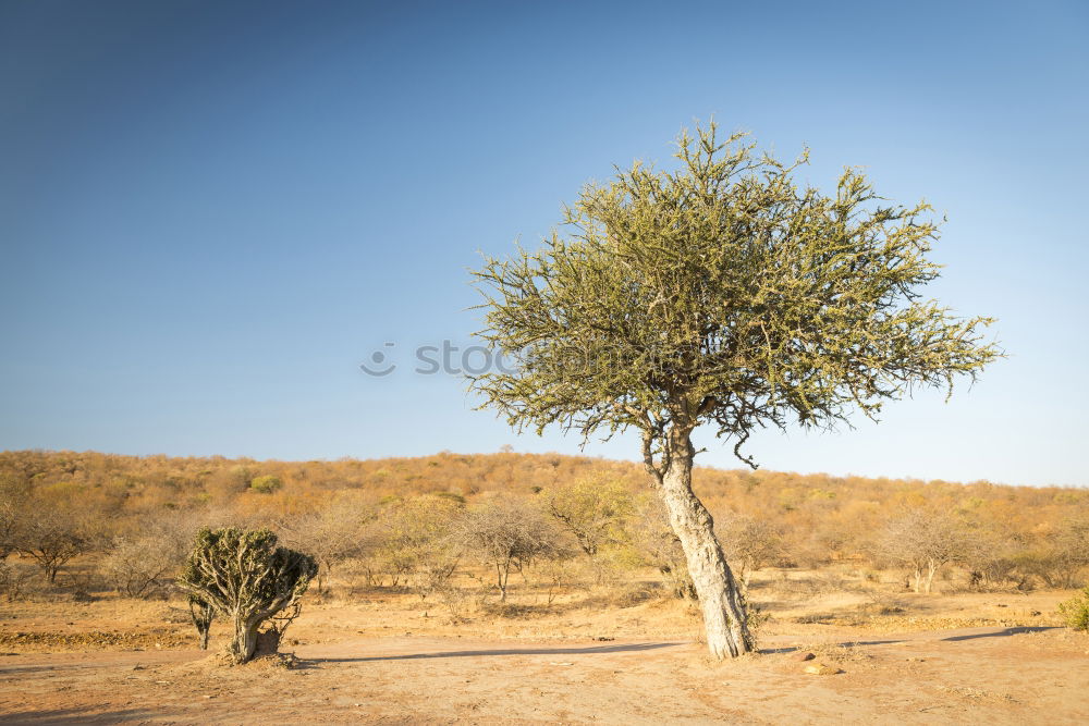 Similar – Foto Bild the last tree Umwelt Natur