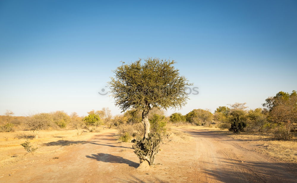 Similar – Image, Stock Photo Africa Nature Landscape