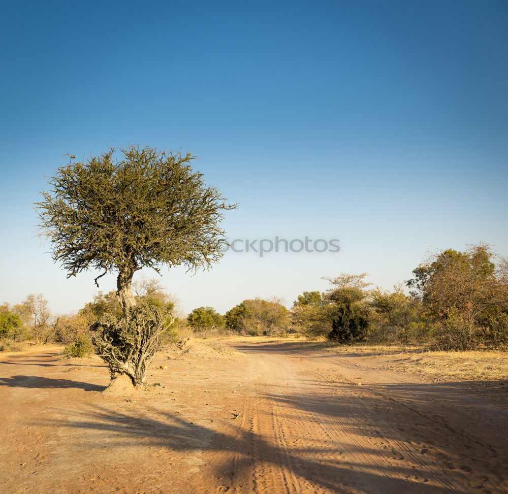 Similar – Foto Bild and all that i can see is just another olive-tree