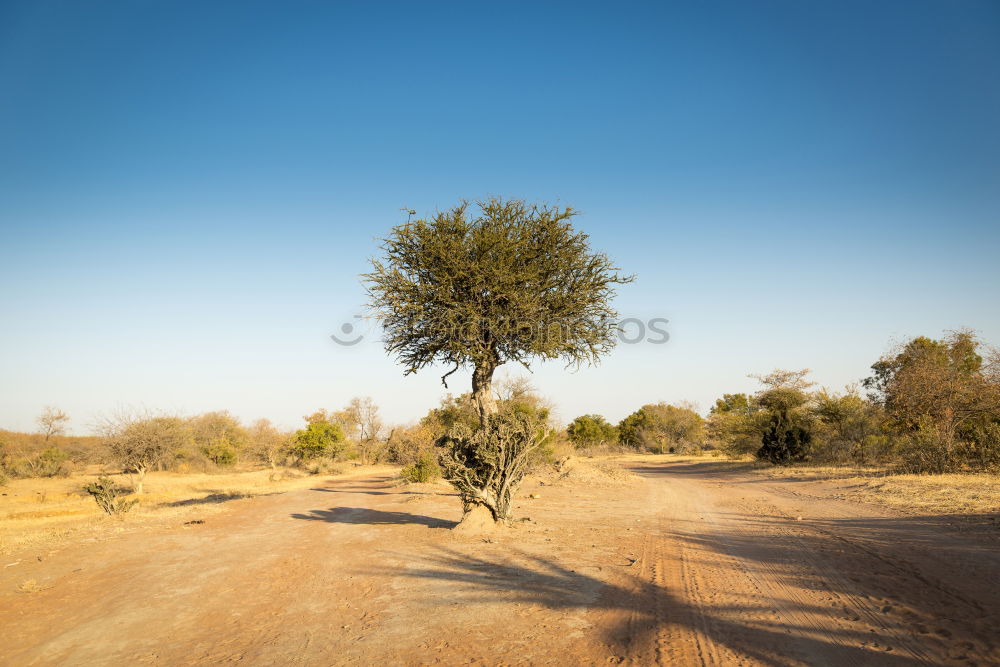 Similar – Image, Stock Photo transport through the steppe