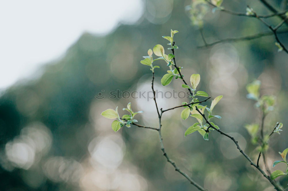 Similar – Red maple on a young tree in the city