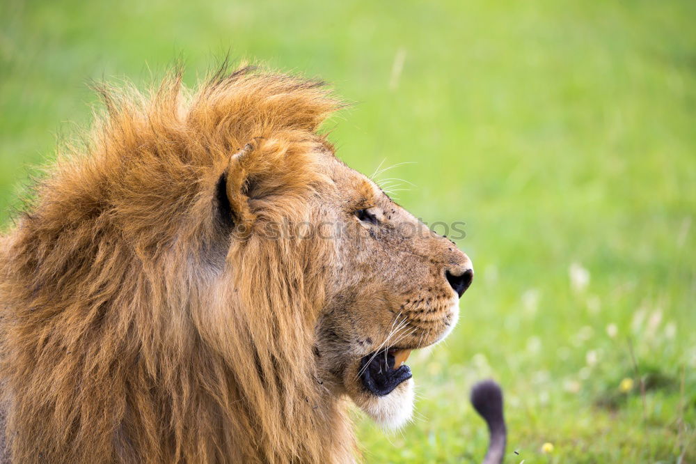 Similar – Image, Stock Photo Lion lying in the grass gaggling