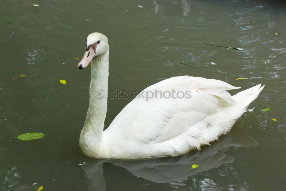 Similar – schwan im eimer Natur Baum