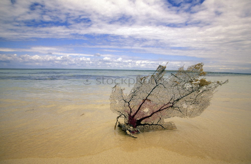 Similar – Image, Stock Photo tree Vacation & Travel