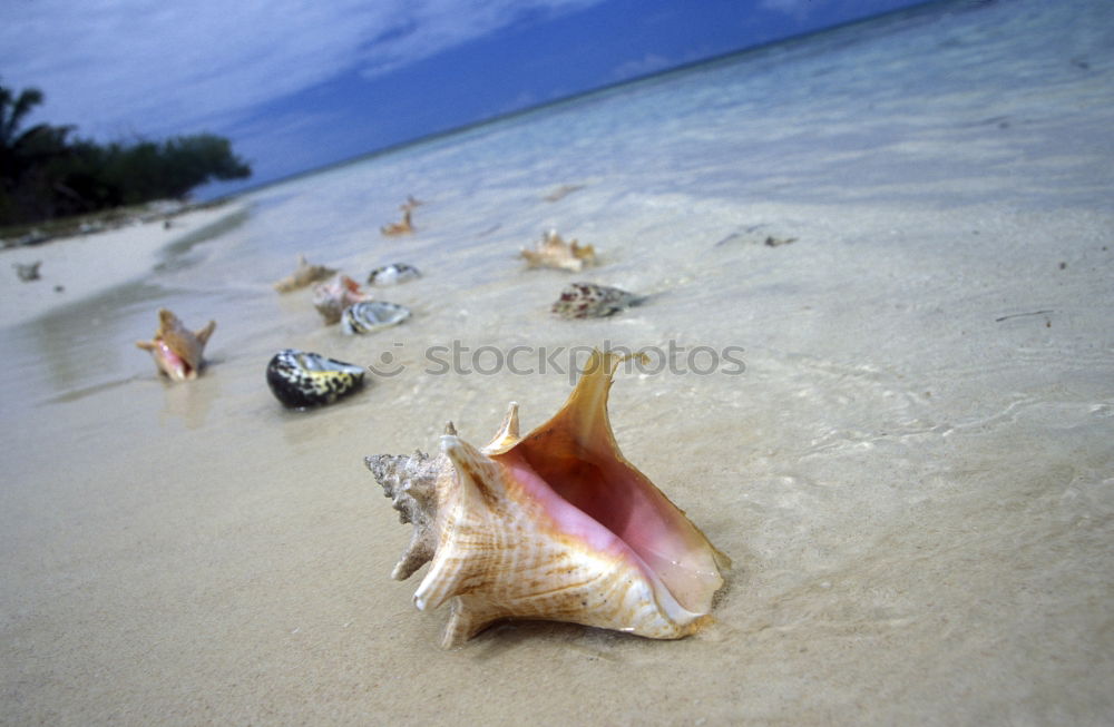 Similar – Foto Bild Strand-Koralle Korallen