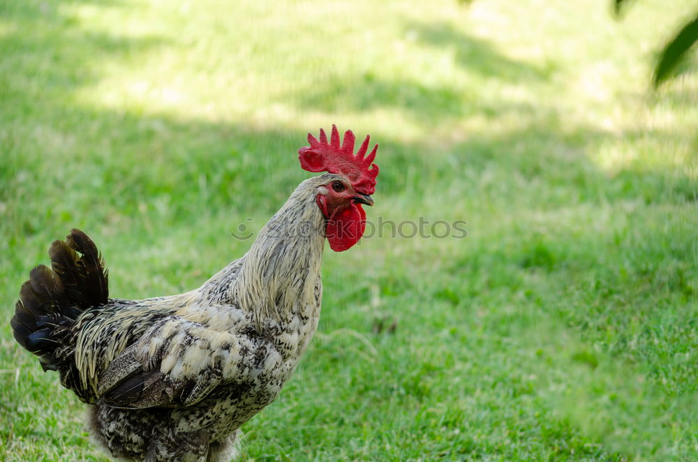 Similar – Foto Bild Huhun Haushuhn Wiese Gras