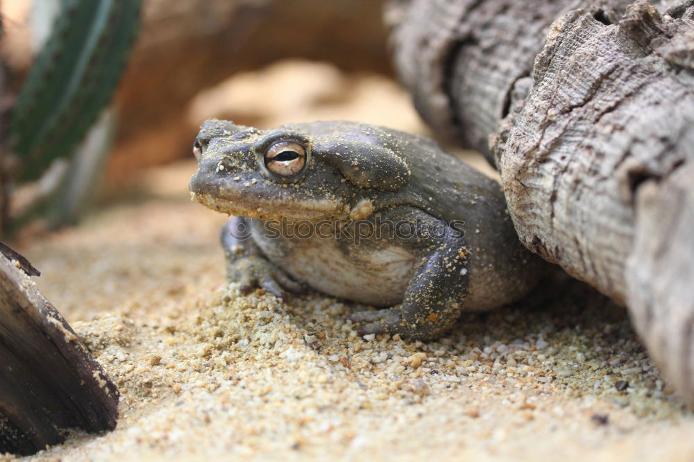 Similar – european common frog closeup