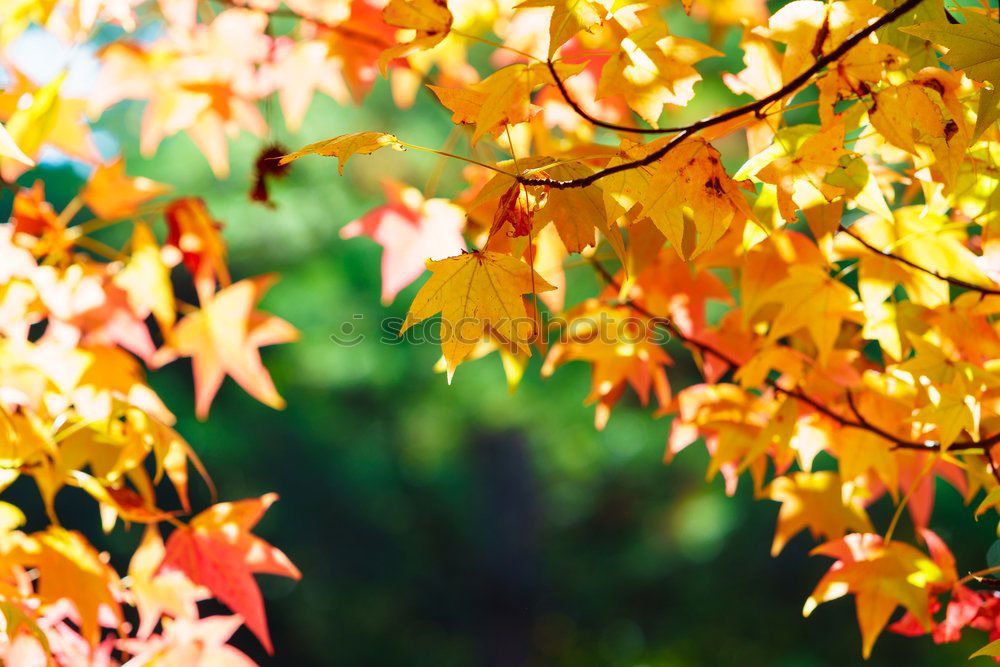 Similar – Autumn leaves under a tree in the fall