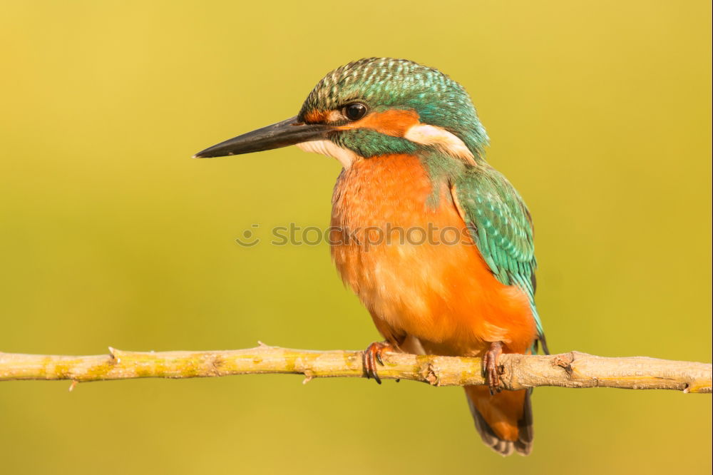 Similar – Kingfisher bird preening on a branch with a green background