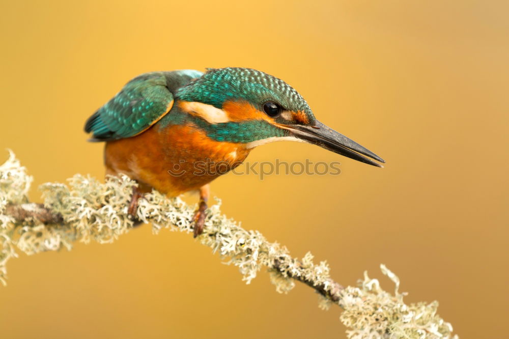 The Common Kingfisher