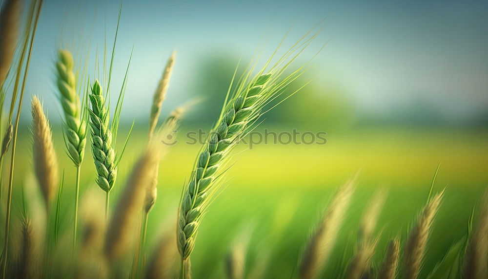 Similar – Image, Stock Photo summer detail Environment