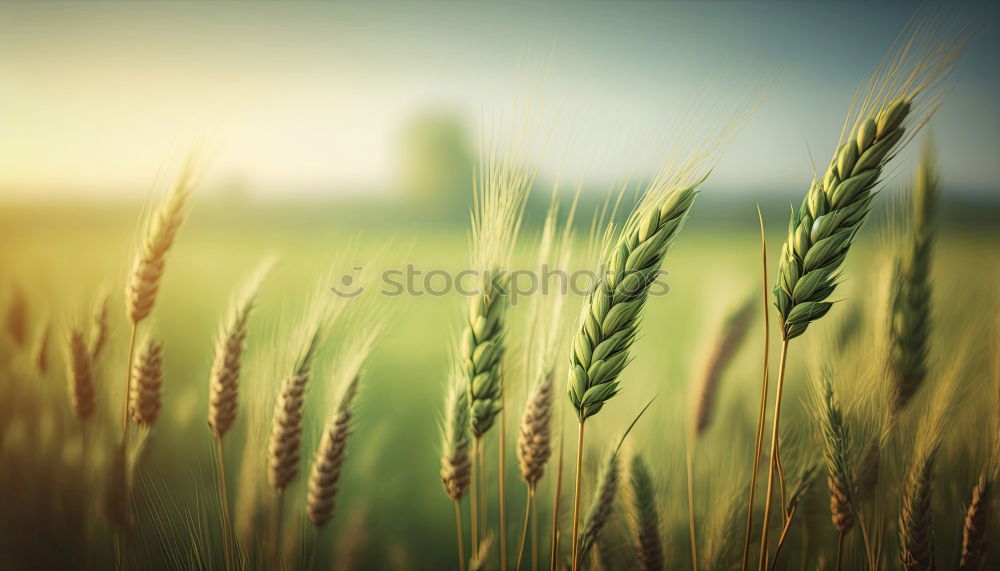 Similar – Cornfield 4 Landscape