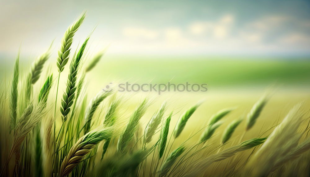 Similar – Foto Bild Eine Frage der Ähre Feld