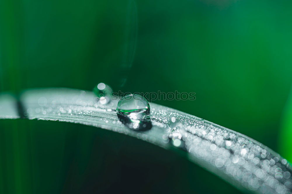 Similar – Image, Stock Photo Liquid Silver Leaf Green