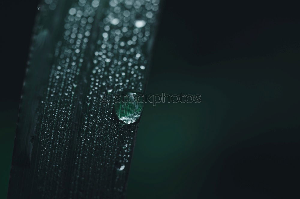 Similar – Image, Stock Photo Liquid Silver Leaf Green