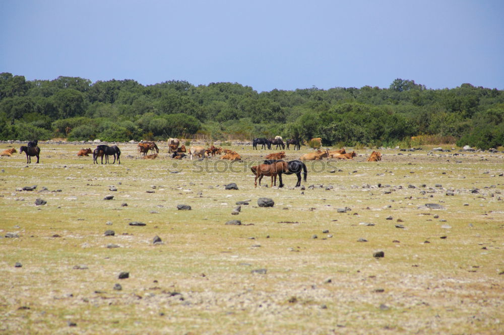 Similar – Image, Stock Photo horses Environment Nature