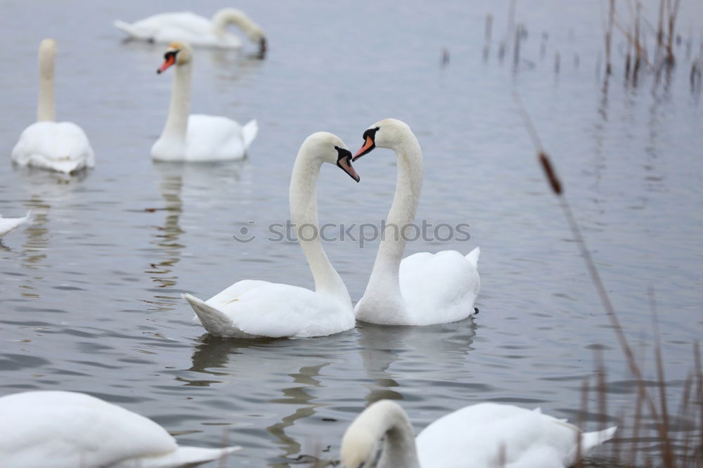 Similar – Foto Bild Schwan im Flug elegant