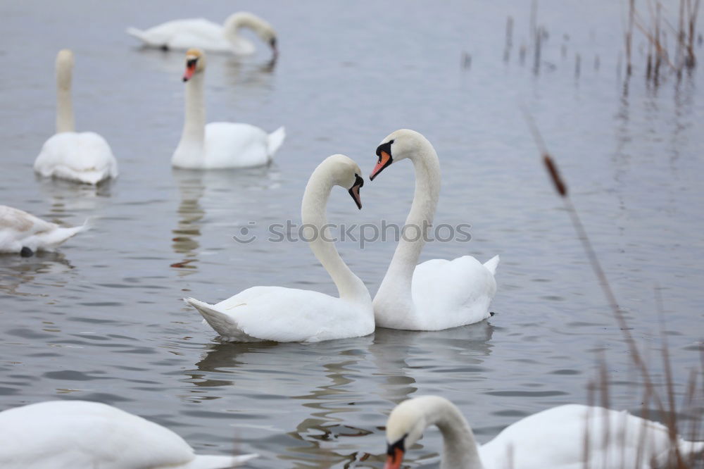 Similar – Foto Bild Schwan im Flug elegant