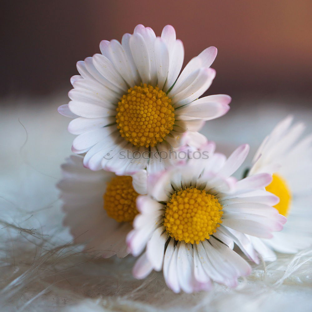 Similar – Image, Stock Photo daisy on mother’s day