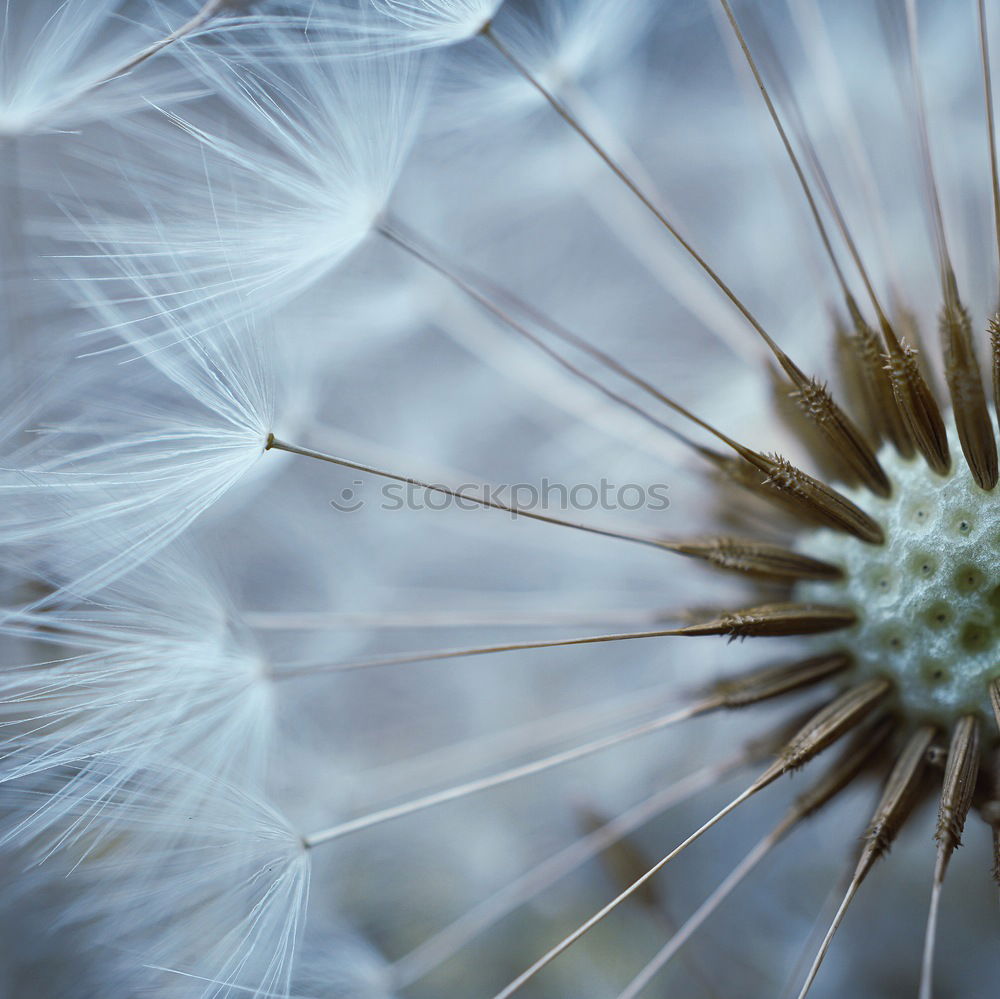 Similar – dandelion flower plant