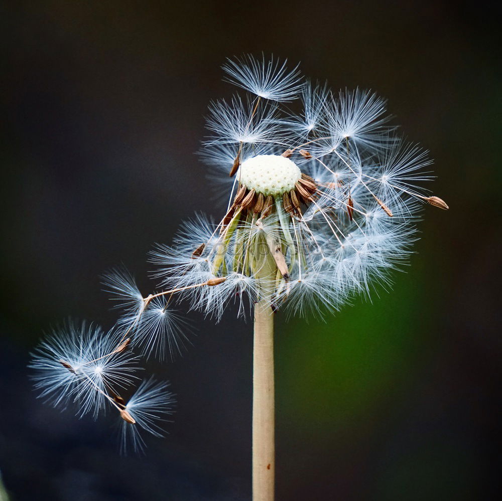 Similar – cotton ball Soft Delicate