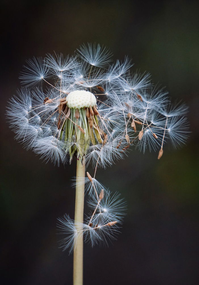 Similar – Giant leek, allium, giganteum,