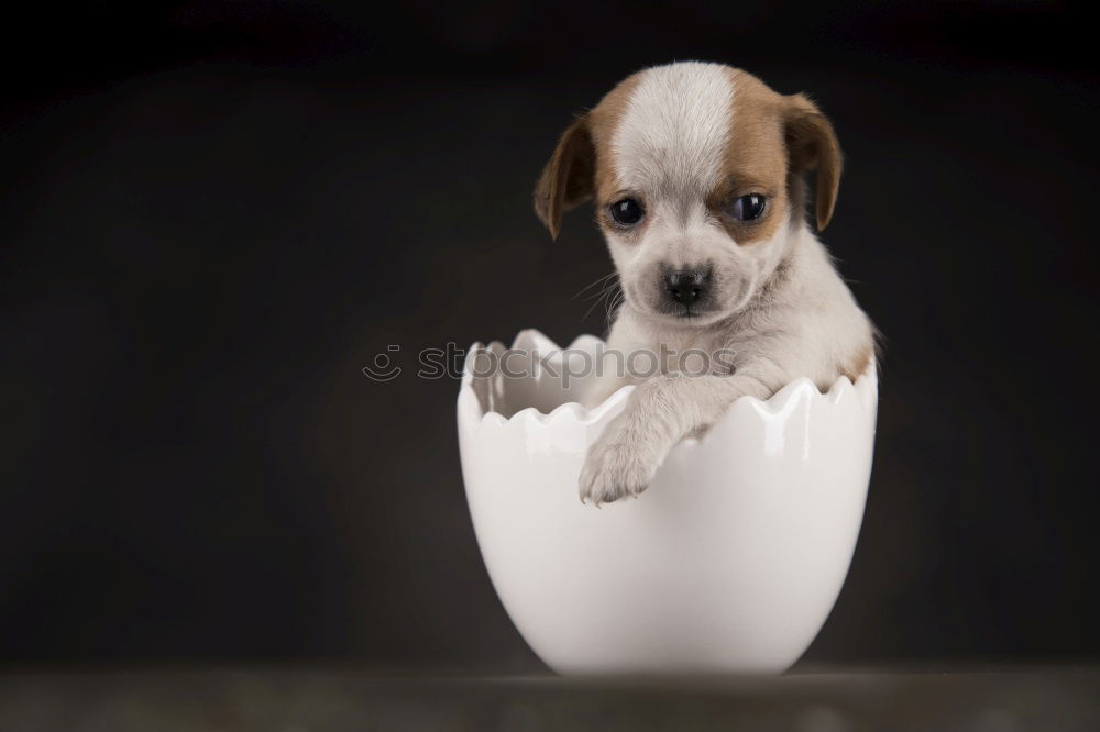 Similar – cute small dog sitting and waiting to eat