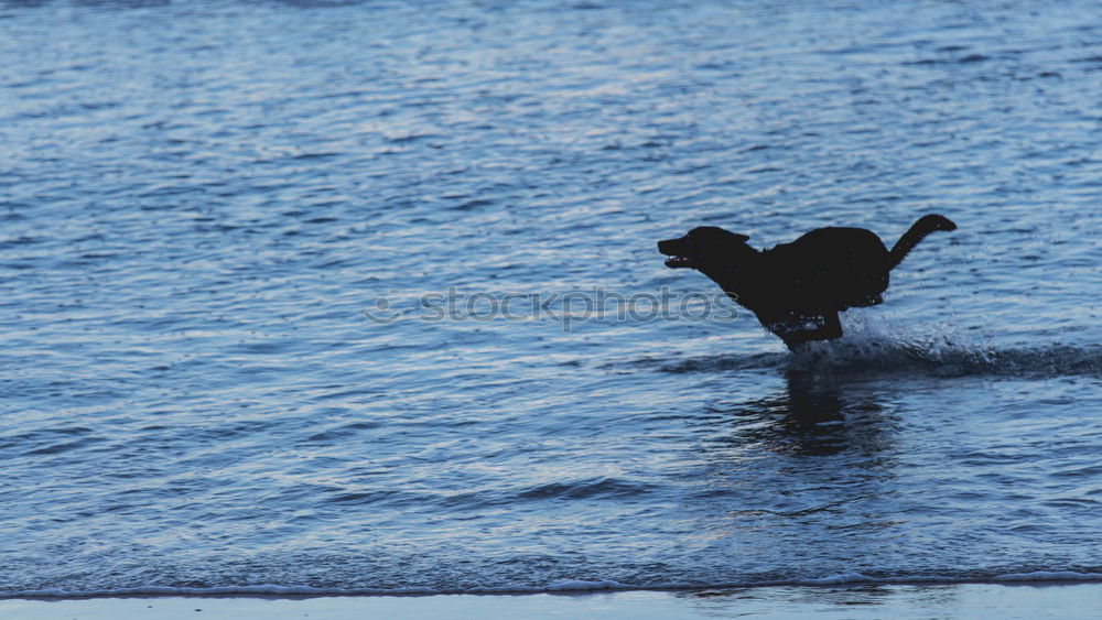 Similar – Image, Stock Photo The Lonely Bird Nature